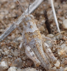 Trimerotropis californica