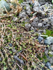 Crassula ruamahanga