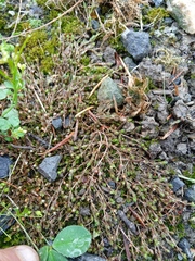 Crassula ruamahanga