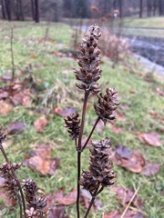 Prunella grandiflora