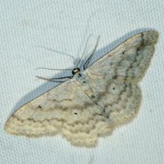 Scopula incanata