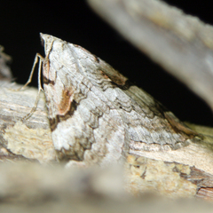 Aplocera praeformata