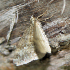Entephria caesiata