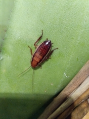 Celatoblatta vulgaris