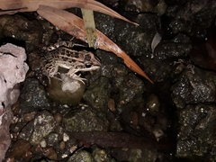 Leptodactylus luctator