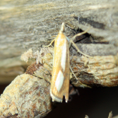 Catoptria conchella