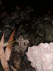 Leptodactylus luctator