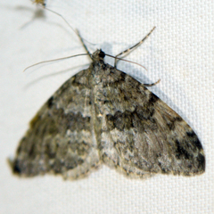 Entephria caesiata