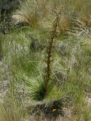 Aciphylla subflabellata