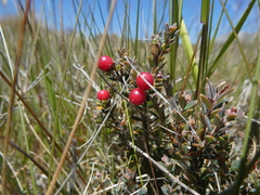 Acrothamnus colensoi