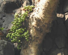 Ficus racemosa