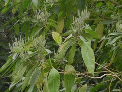 Colebrookea oppositifolia