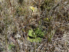 Brachyglottis lagopus