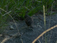 Emberiza capensis