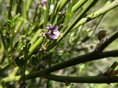 Carmichaelia australis