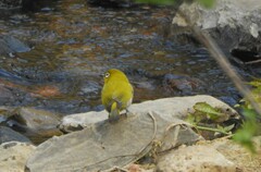 Zosterops palpebrosus