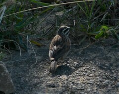 Emberiza capensis
