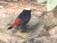 Phoenicurus leucocephalus