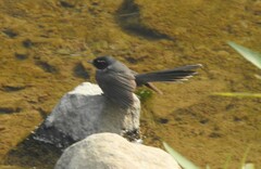 Rhipidura albicollis