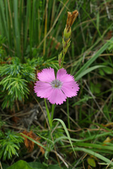 Dianthus pavonius