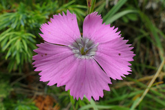Dianthus pavonius