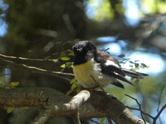 Petroica macrocephala macrocephala