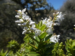 Veronica brachysiphon