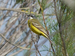 Motacilla flava iberiae