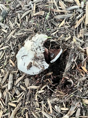 Fungi
