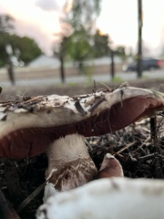 Fungi
