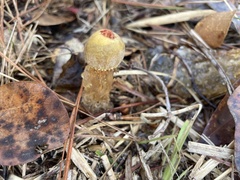 Calostoma