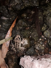 Leptodactylus luctator