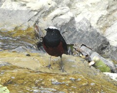 Phoenicurus leucocephalus