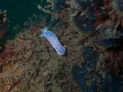 Goniobranchus thompsoni