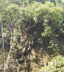 Ficus racemosa
