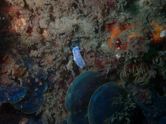 Goniobranchus thompsoni