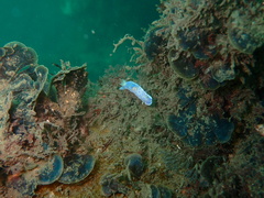Goniobranchus thompsoni