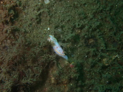 Hypselodoris bennetti