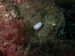 Hypselodoris bennetti
