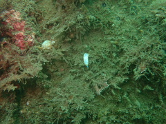 Hypselodoris bennetti