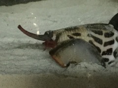 Conus ebraeus