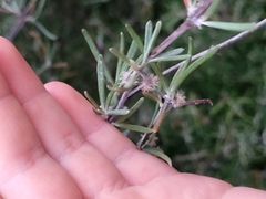 Olearia lineata