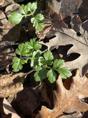 Chaerophyllum temulum