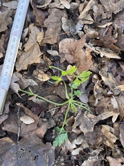 Chaerophyllum temulum