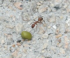 Camponotus nicobarensis