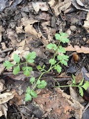 Chaerophyllum temulum