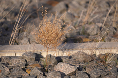 Lepidium ruderale