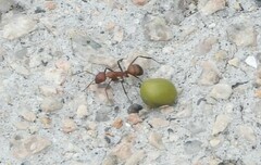 Camponotus nicobarensis