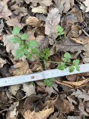 Chaerophyllum temulum