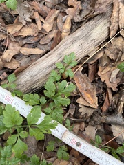 Chaerophyllum temulum